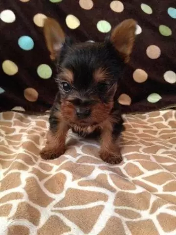 $1,000 Adorable male Teacup Yorkie
                                                for sale
                                in
                                Gilberts,
                                Illinois