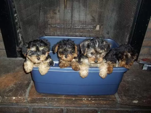 $600 Yorkie-poo Puppies for Sale
                                                for sale
                                in
                                Rockford,
                                Illinois