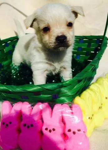 $300 Chihuahua/pug/Yorkie puppies
                                                for sale
                                in
                                Newark,
                                Delaware