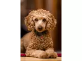 Toy Poodle Puppies for Sale -Snuggle up with these cute puppies