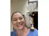 $600 Umbrella Cockatoo Parrots for sale