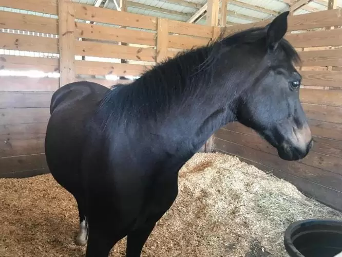 $1 Sweet Easy Pony For Sale
                                                for sale
                                in
                                West Palm Beach,
                                Florida