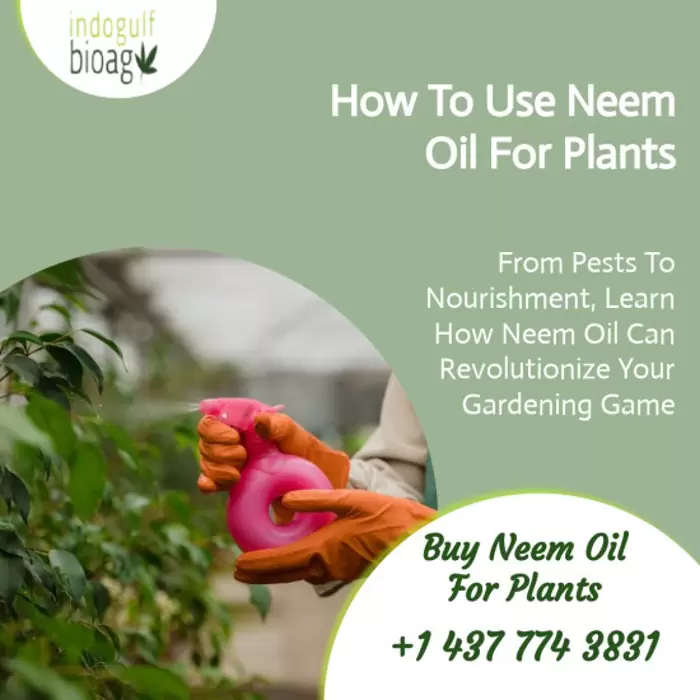 Buy Neem Oil For Plants At Affordable Prices!